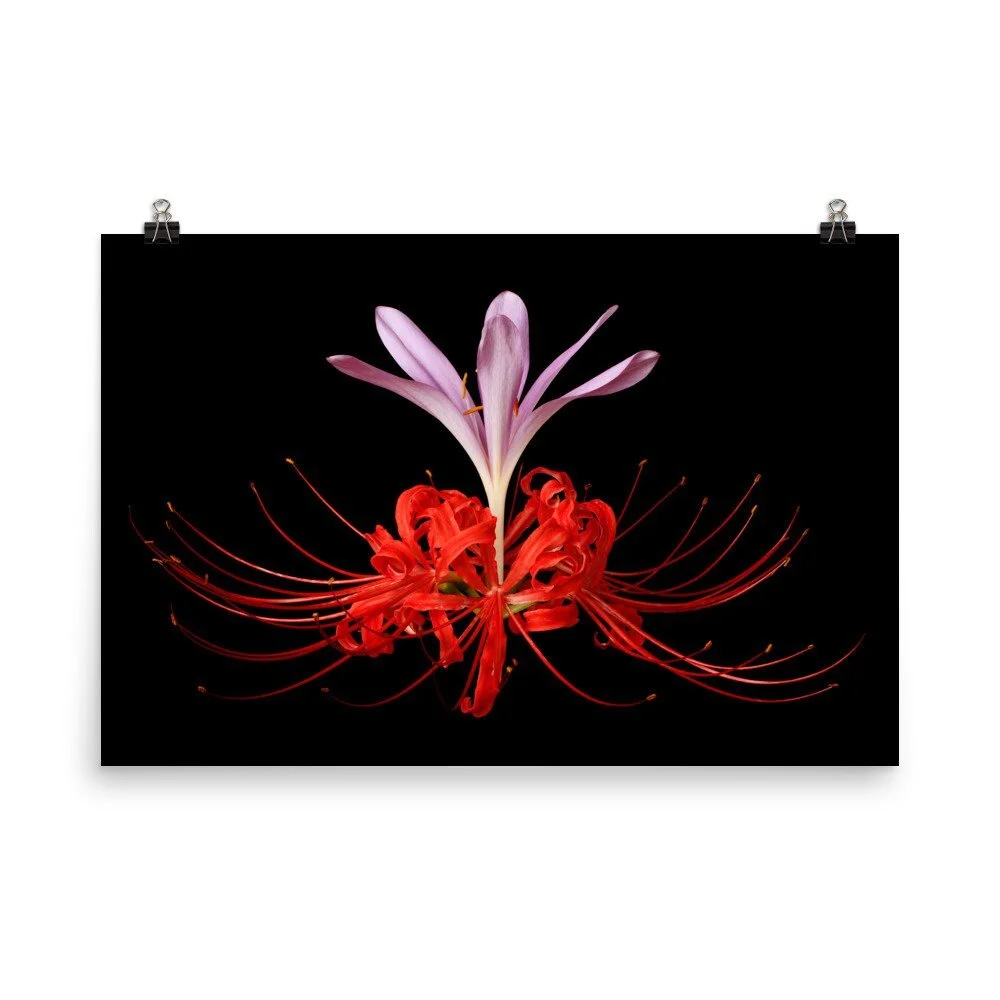 https://i.etsystatic.com/16519884/r/il/b343dd/2251222660/il_fullxfull.2251222660_epbw.jpg