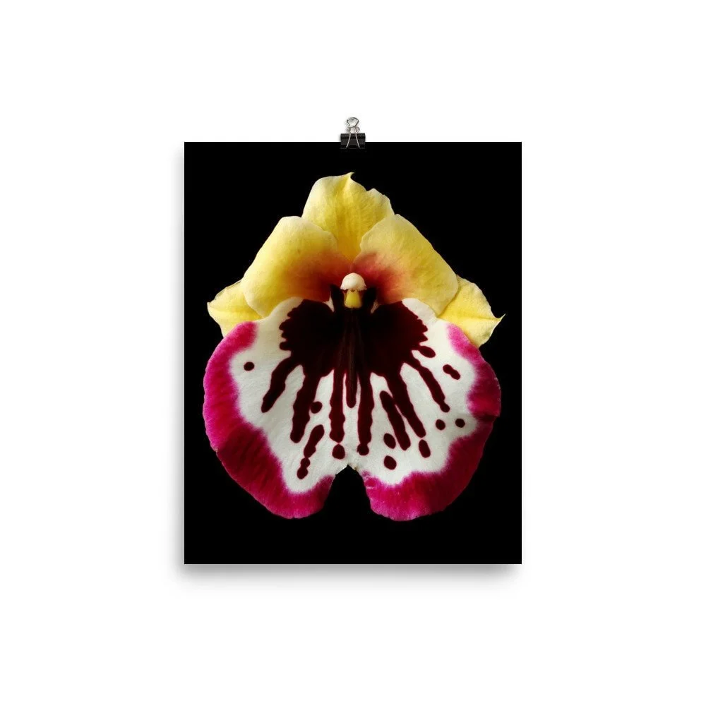 https://i.etsystatic.com/16519884/r/il/8b25c7/2251227136/il_fullxfull.2251227136_7eps.jpg