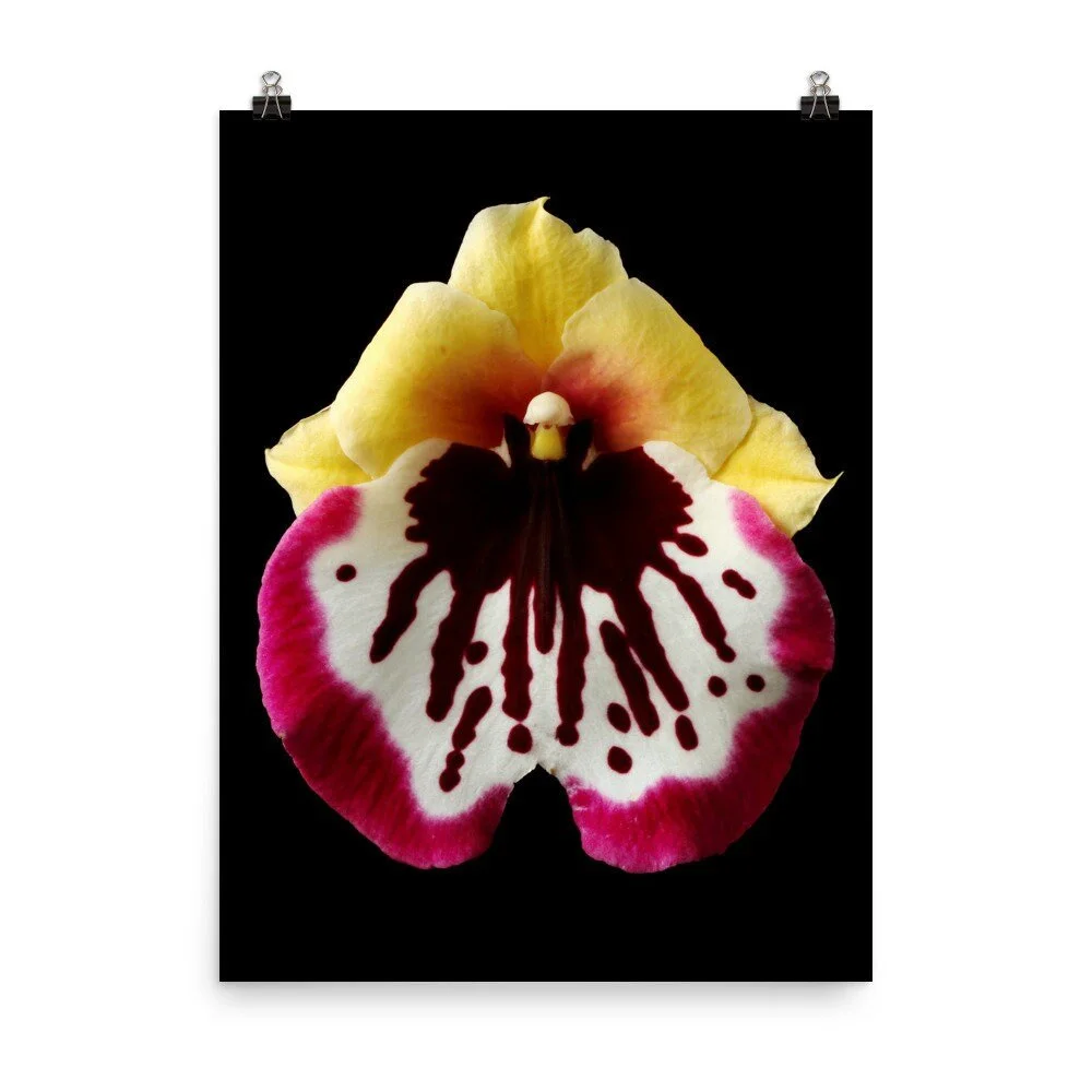 https://i.etsystatic.com/16519884/r/il/767b66/2298826407/il_fullxfull.2298826407_d7xl.jpg