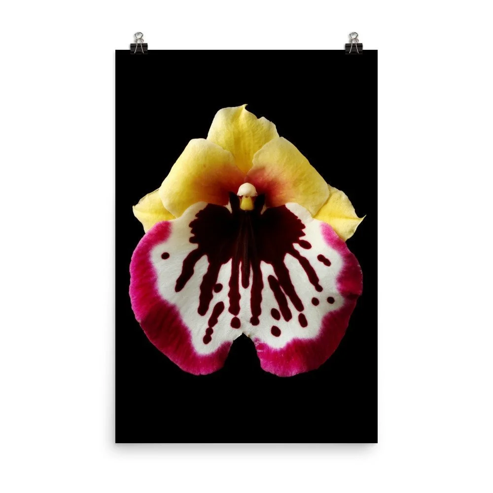 https://i.etsystatic.com/16519884/r/il/fb388a/2298826381/il_fullxfull.2298826381_sb4n.jpg