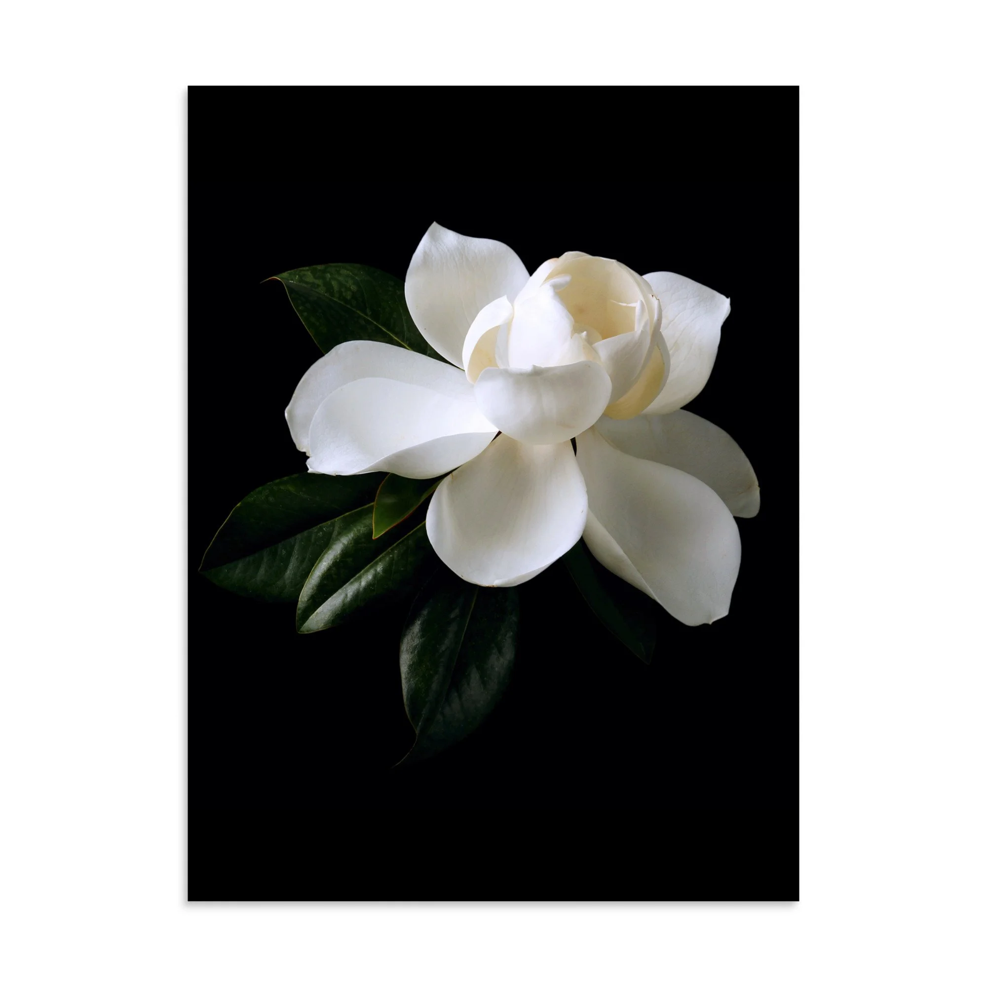 enhanced-matte-paper-poster-(in)-30x40-front-6a76034a5abd5.jpg