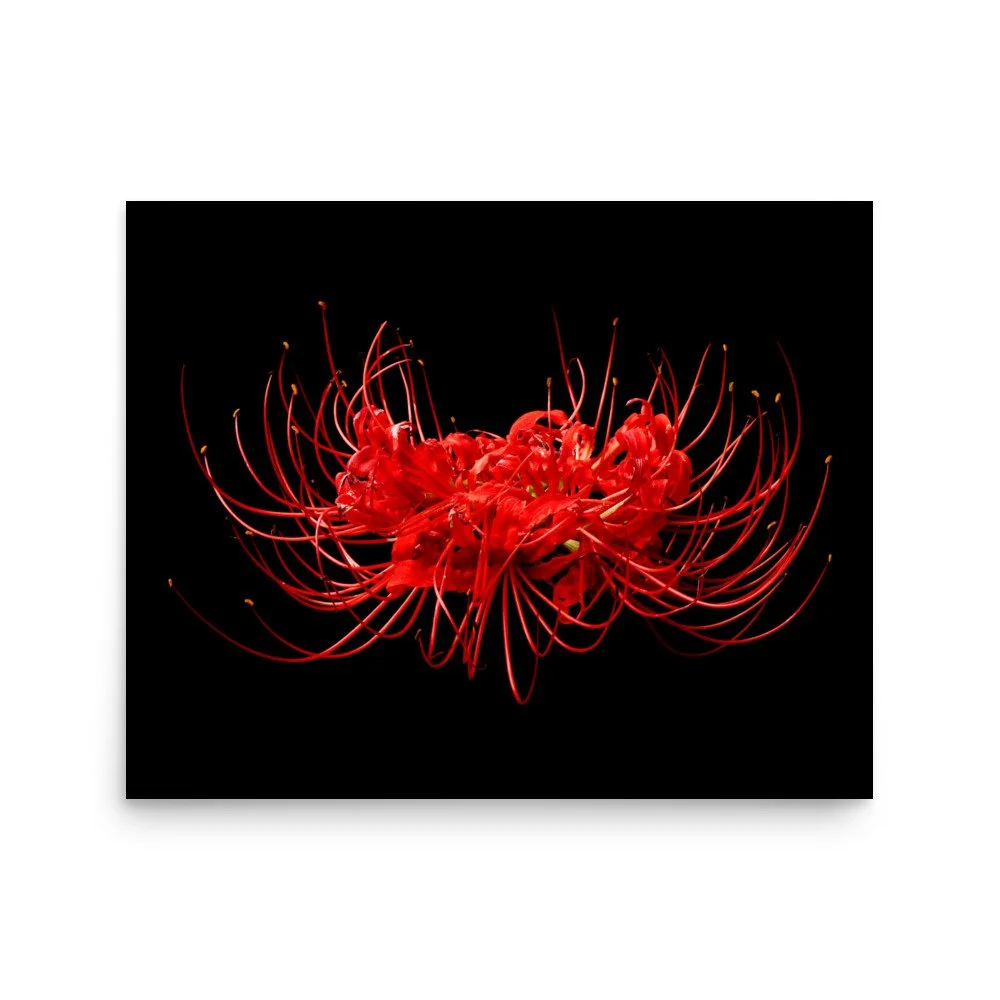 enhanced-matte-paper-poster-(in)-16x20-front-6a7613b04876c.jpg