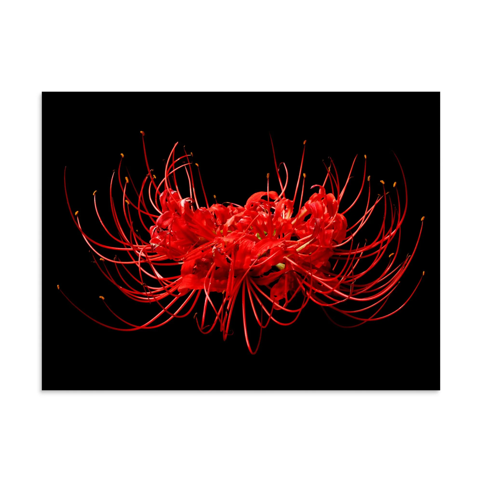 enhanced-matte-paper-poster-(in)-30x40-front-6a7613b0497ed.jpg