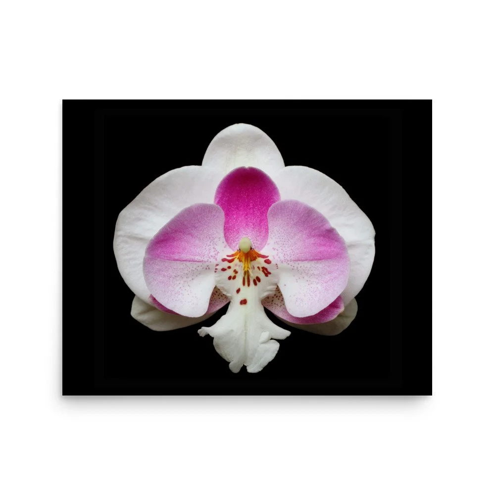 enhanced-matte-paper-poster-(in)-16x20-front-6a761fbd4727d.jpg