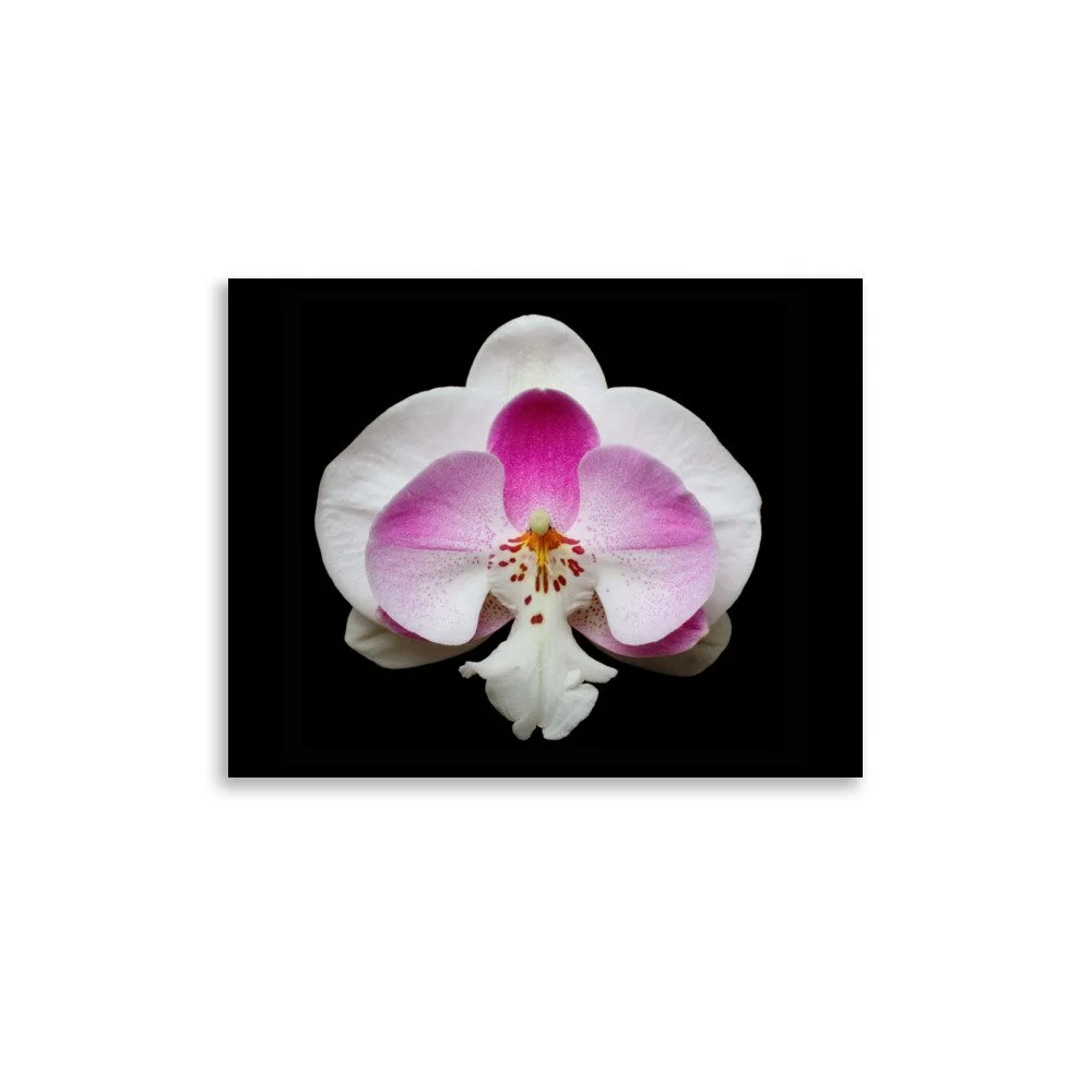 enhanced-matte-paper-poster-(in)-11x14-front-6a761fbd48248.jpg