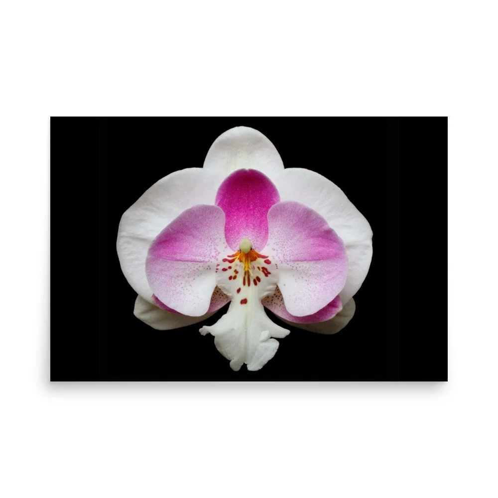 enhanced-matte-paper-poster-(in)-24x36-front-6a761fbd482b9.jpg