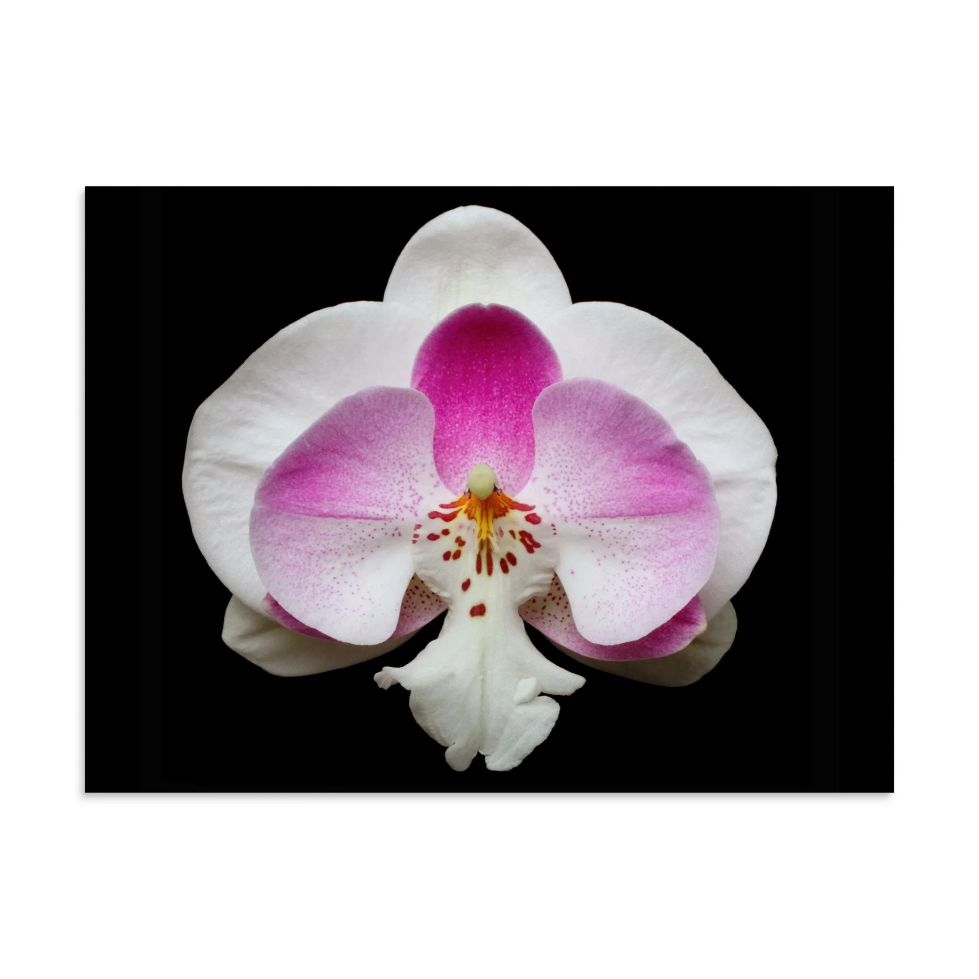 enhanced-matte-paper-poster-(in)-30x40-front-6a761fbd482ef.jpg