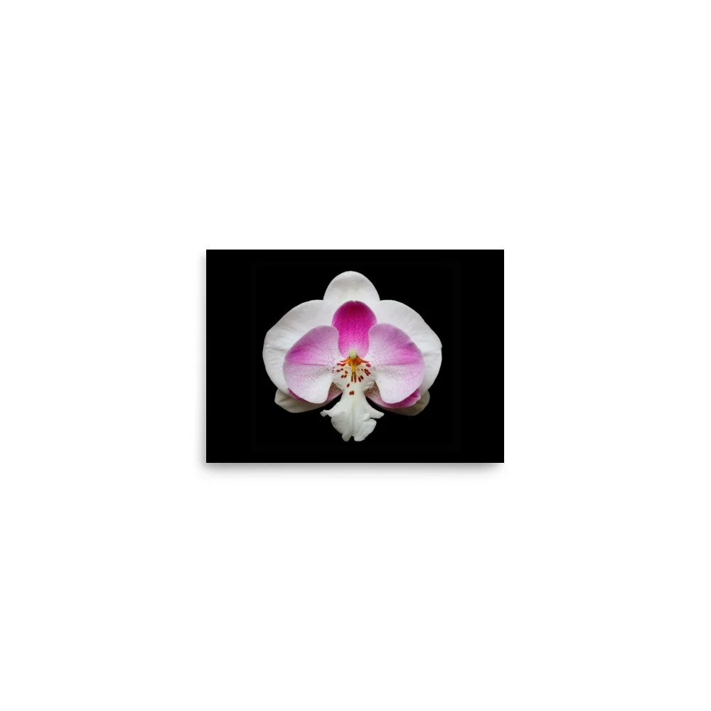 enhanced-matte-paper-poster-(in)-5x7-front-6a761fbd48312.jpg