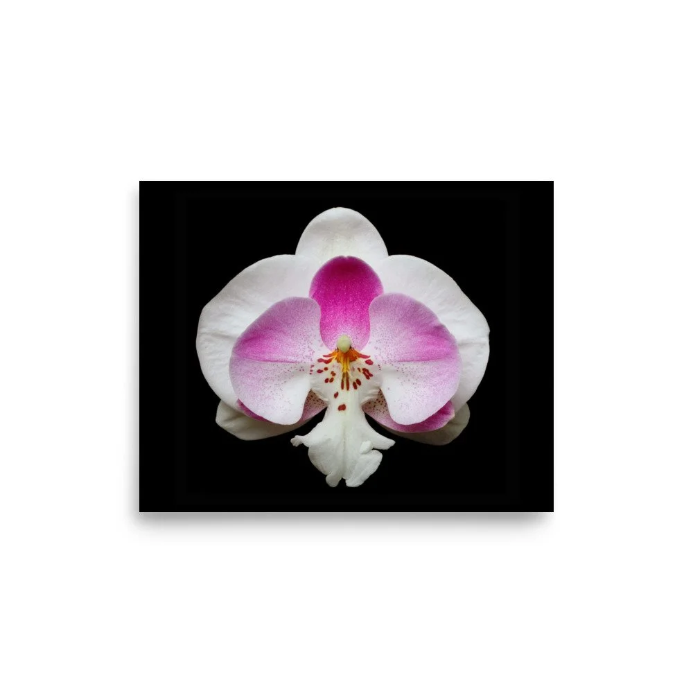 enhanced-matte-paper-poster-(in)-8x10-front-6a761fbd4834c.jpg
