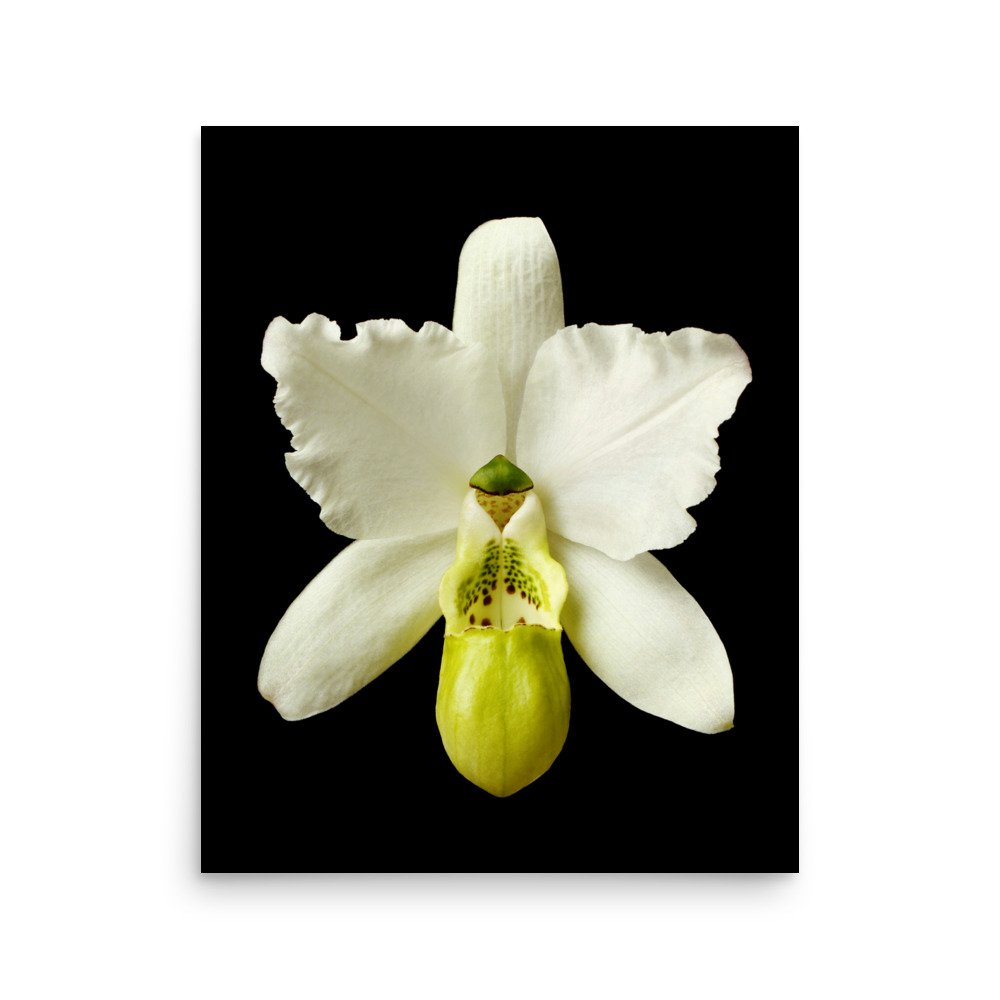 enhanced-matte-paper-poster-(in)-16x20-front-6a765d7a3961c.jpg