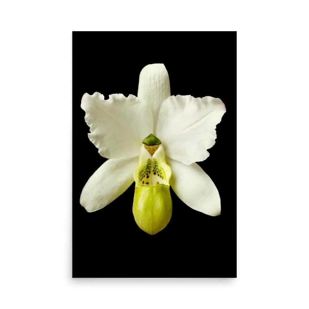 enhanced-matte-paper-poster-(in)-24x36-front-6a765d7a39eee.jpg