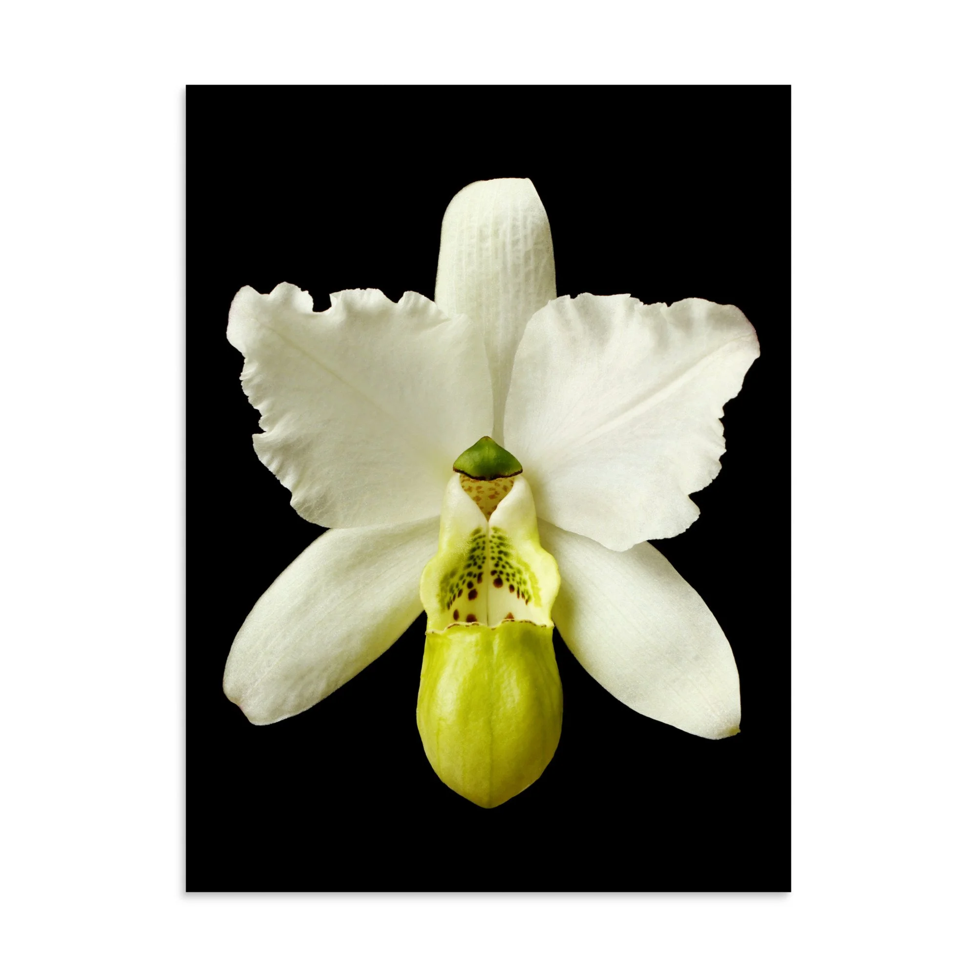 enhanced-matte-paper-poster-(in)-30x40-front-6a765d7a39f36.jpg