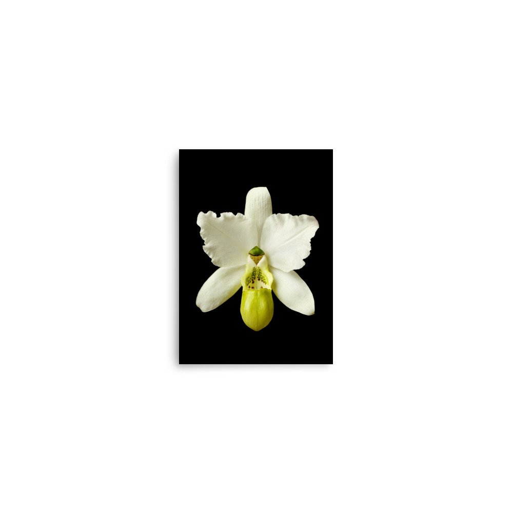 enhanced-matte-paper-poster-(in)-5x7-front-6a765d7a39f60.jpg