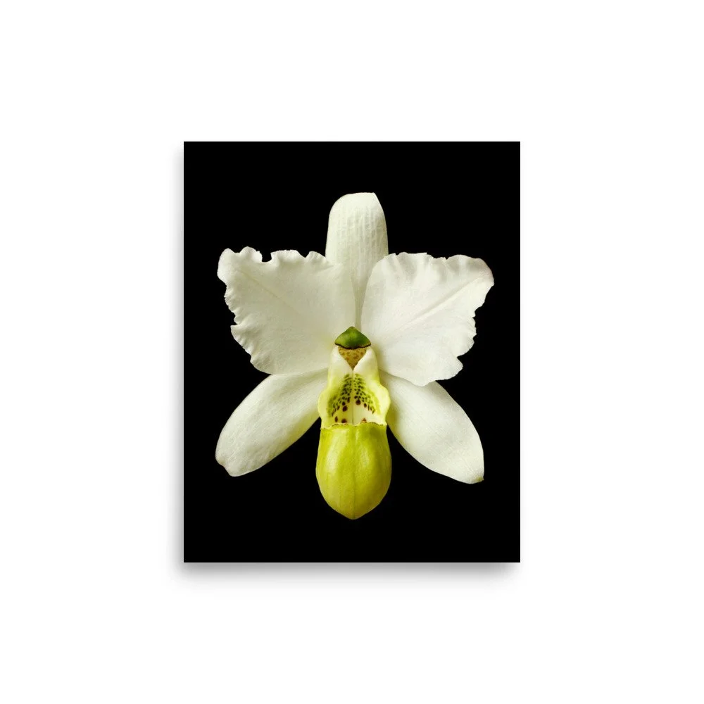 enhanced-matte-paper-poster-(in)-8x10-front-6a765d7a39f9f.jpg