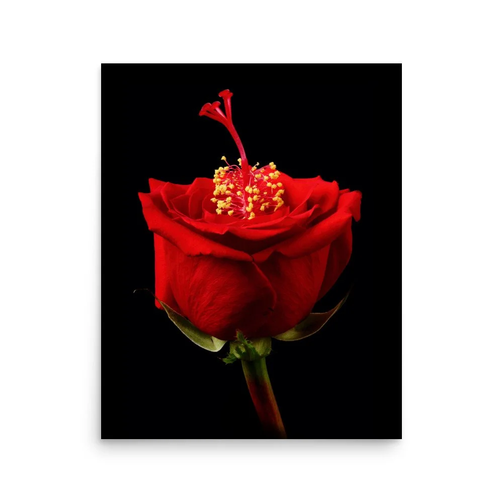 enhanced-matte-paper-poster-(in)-16x20-front-6a768d1366cb1.jpg