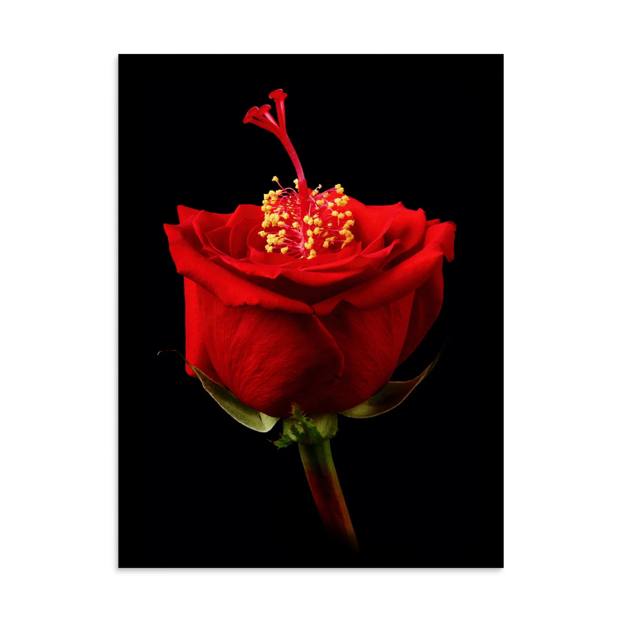 enhanced-matte-paper-poster-(in)-30x40-front-6a768d13676c0.jpg