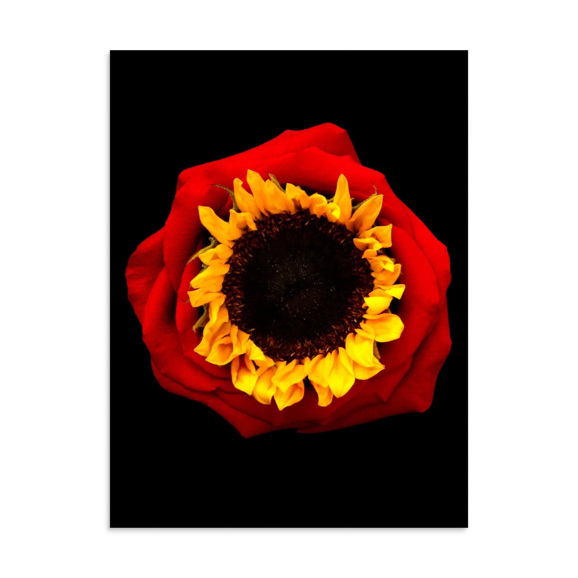 enhanced-matte-paper-poster-(in)-30x40-front-6a76916ce4524.jpg