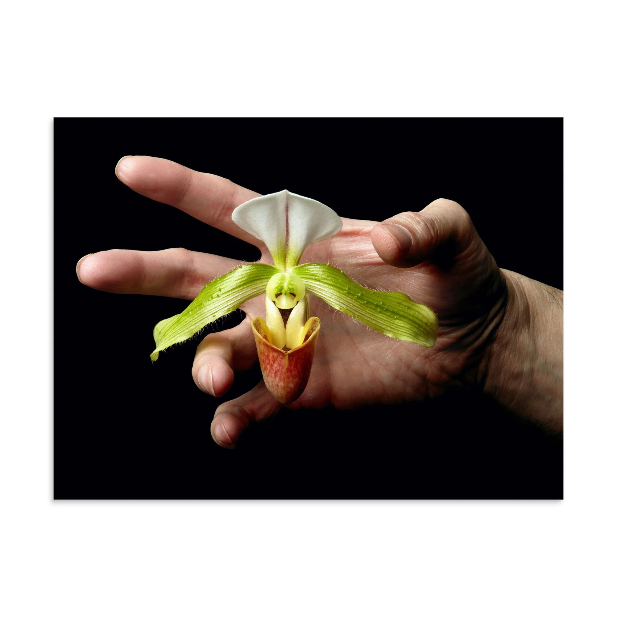 enhanced-matte-paper-poster-(in)-30x40-front-6a769758e2e1e.jpg