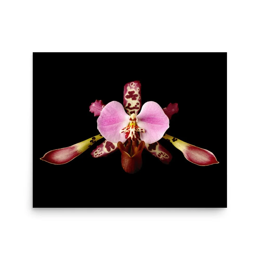 enhanced-matte-paper-poster-(in)-16x20-front-6a770370b143f.jpg