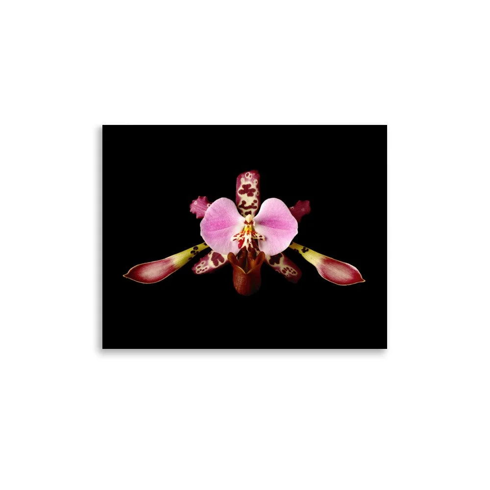 enhanced-matte-paper-poster-(in)-11x14-front-6a770370b1c76.jpg