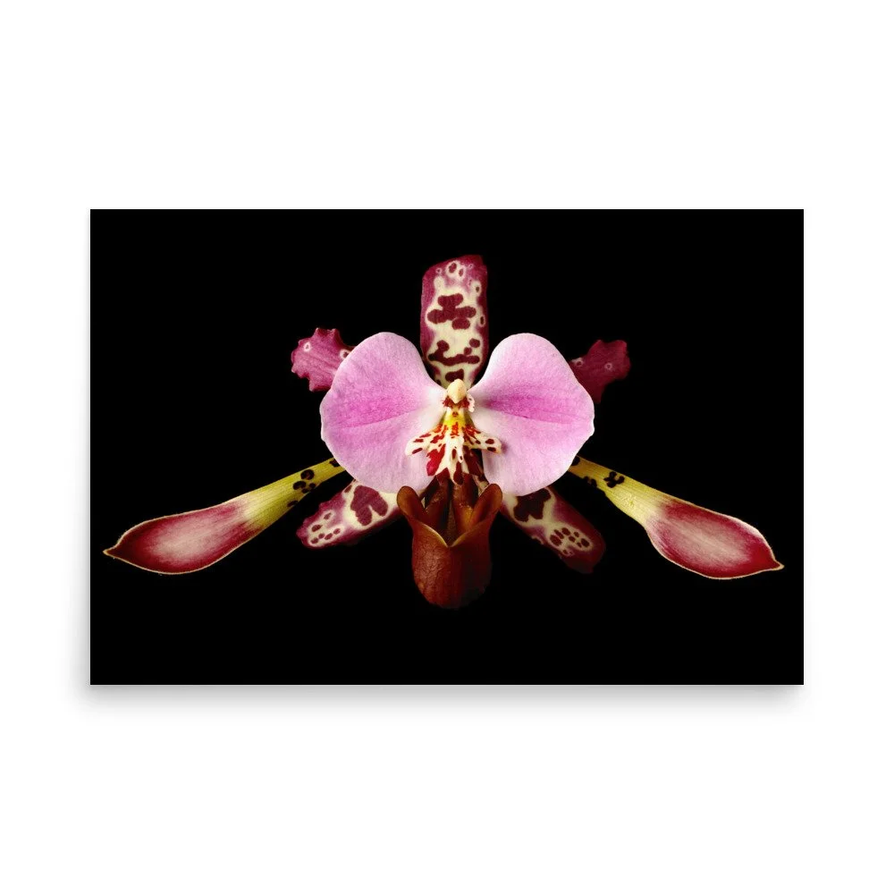 enhanced-matte-paper-poster-(in)-24x36-front-6a770370b1cf5.jpg