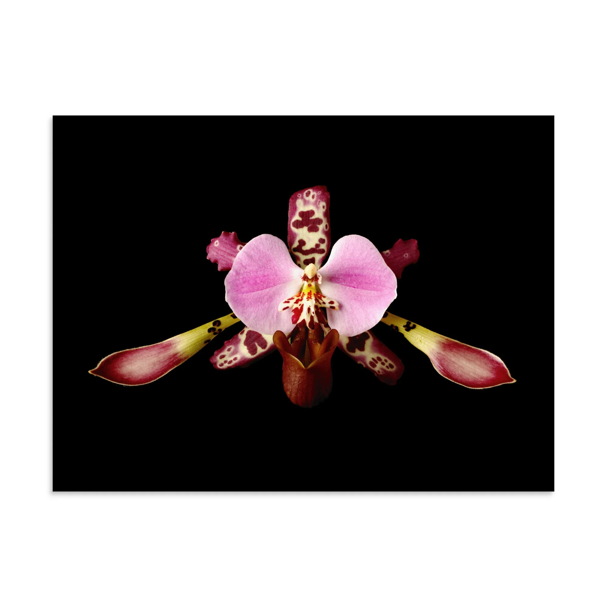 enhanced-matte-paper-poster-(in)-30x40-front-6a770370b1d39.jpg