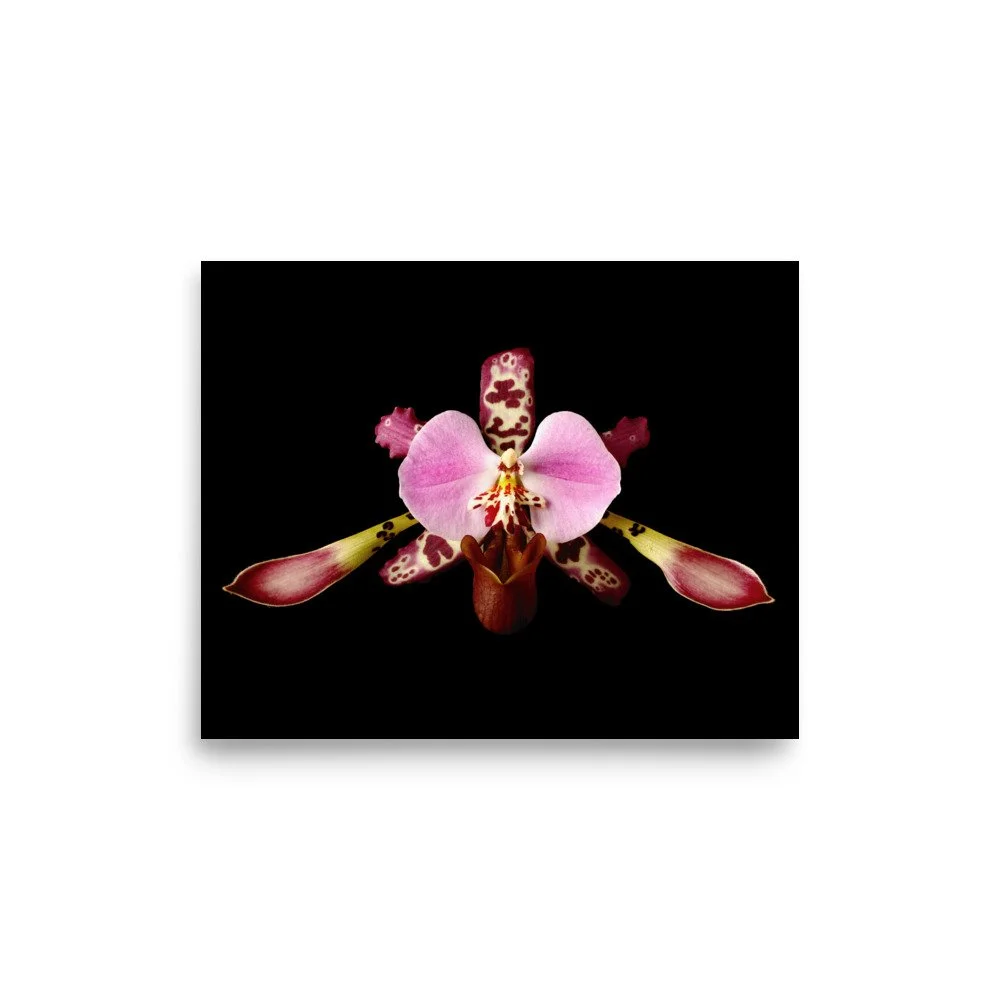 enhanced-matte-paper-poster-(in)-8x10-front-6a770370b1d95.jpg