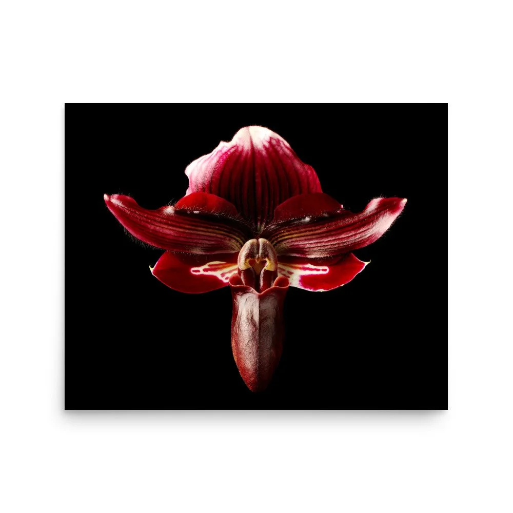 enhanced-matte-paper-poster-(in)-16x20-front-6a771abc723b0.jpg