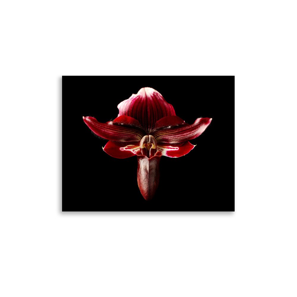 enhanced-matte-paper-poster-(in)-11x14-front-6a771abc72dc4.jpg