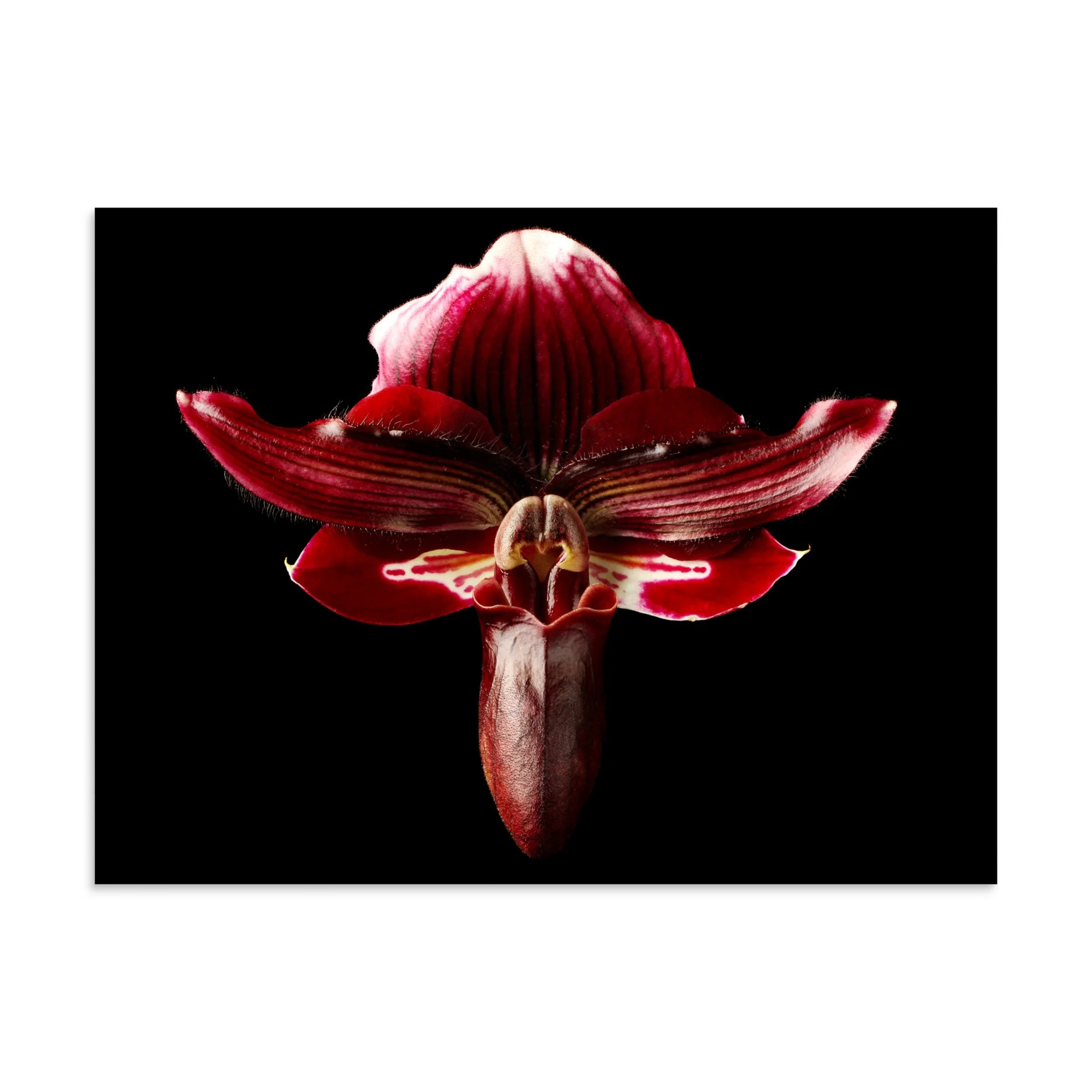 enhanced-matte-paper-poster-(in)-30x40-front-6a771abc72ee7.jpg