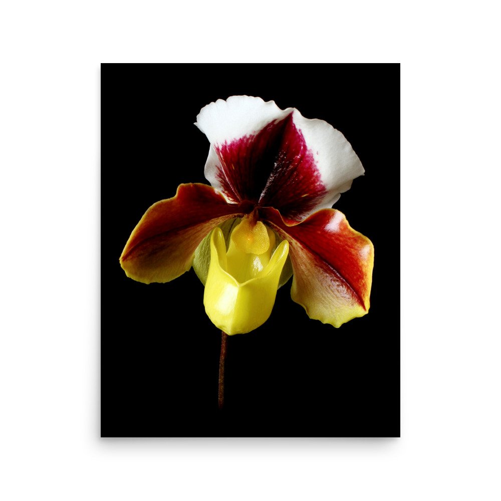 enhanced-matte-paper-poster-(in)-16x20-front-6a772408df90d.jpg