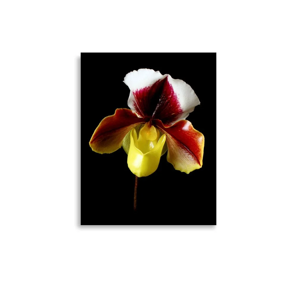 enhanced-matte-paper-poster-(in)-11x14-front-6a772408e043b.jpg