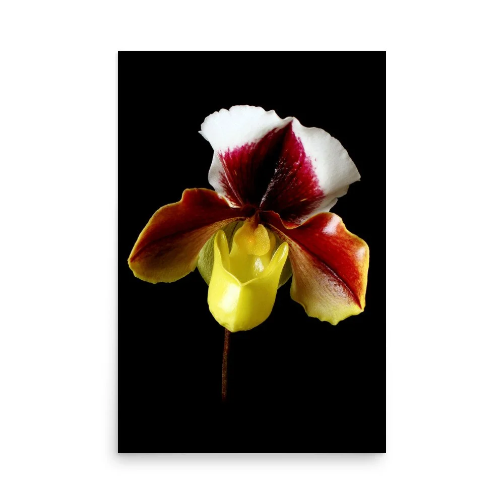 enhanced-matte-paper-poster-(in)-24x36-front-6a772408e04bd.jpg