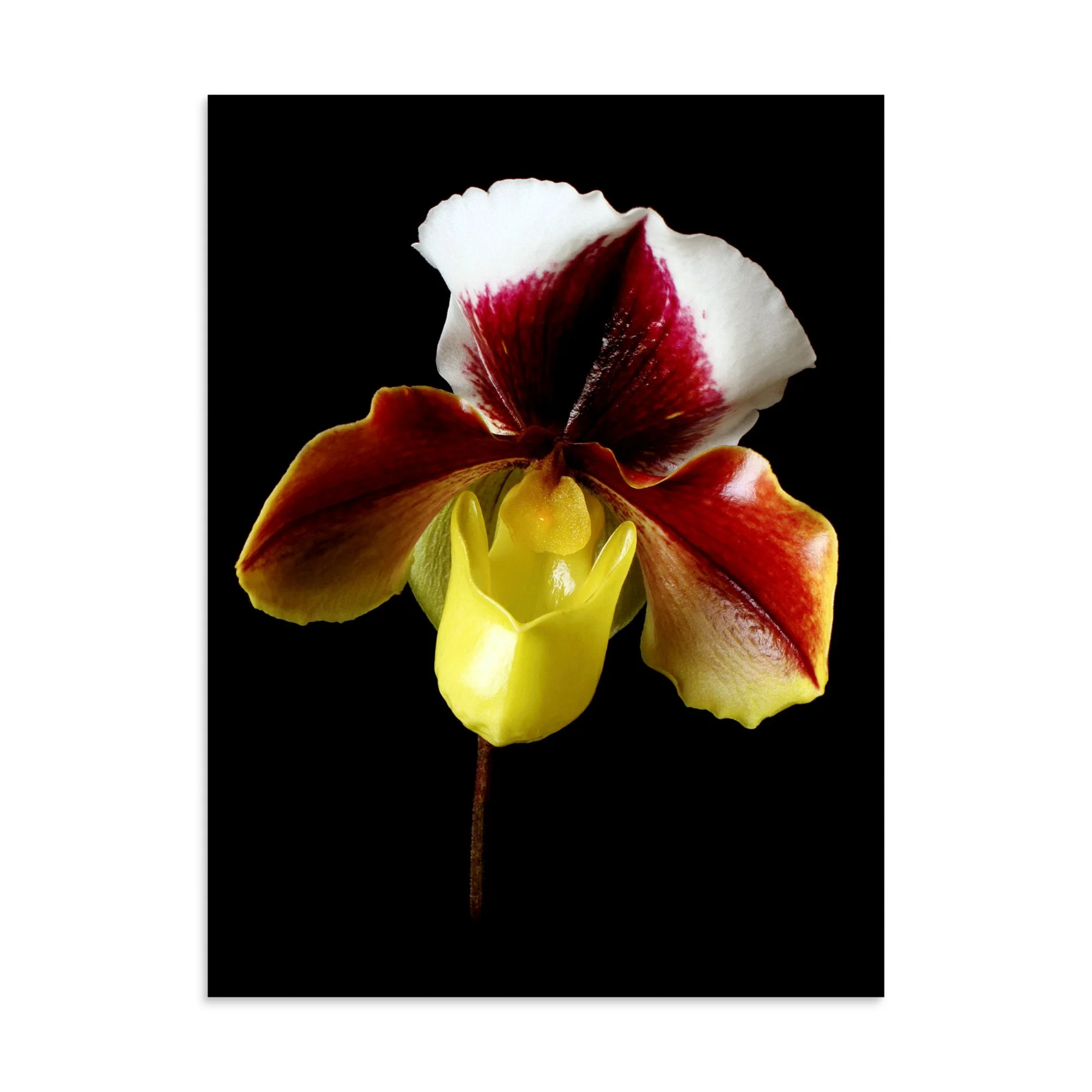 enhanced-matte-paper-poster-(in)-30x40-front-6a772408e0501.jpg