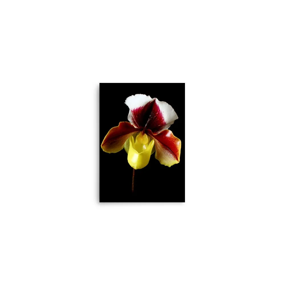 enhanced-matte-paper-poster-(in)-5x7-front-6a772408e0521.jpg