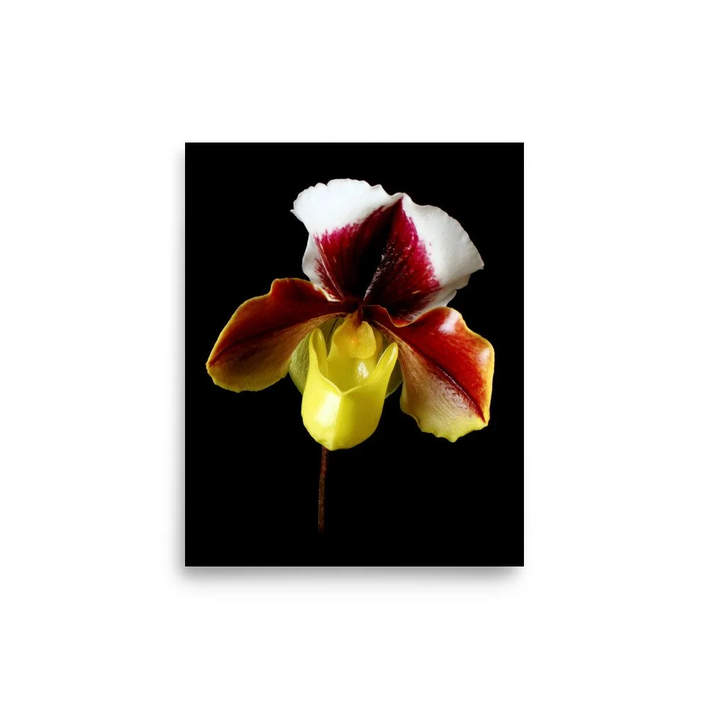 enhanced-matte-paper-poster-(in)-8x10-front-6a772408e0555.jpg