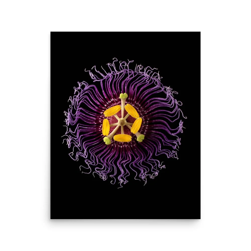 enhanced-matte-paper-poster-(in)-16x20-front-6a773271d6432.jpg