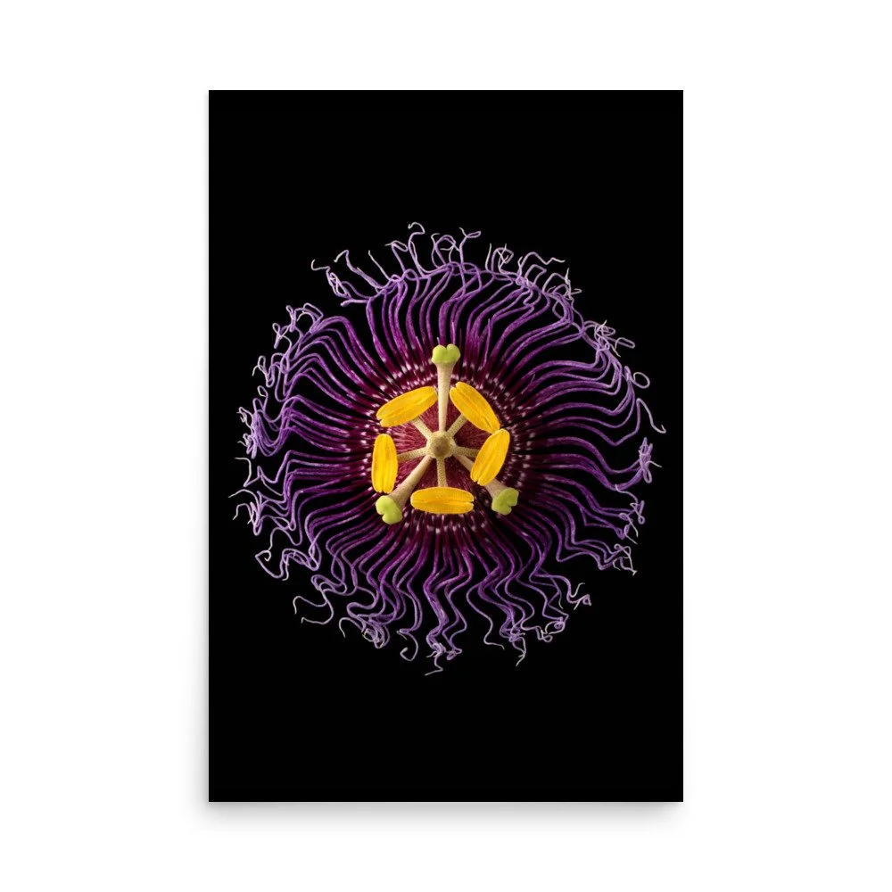 enhanced-matte-paper-poster-(in)-24x36-front-6a773271d6cce.jpg