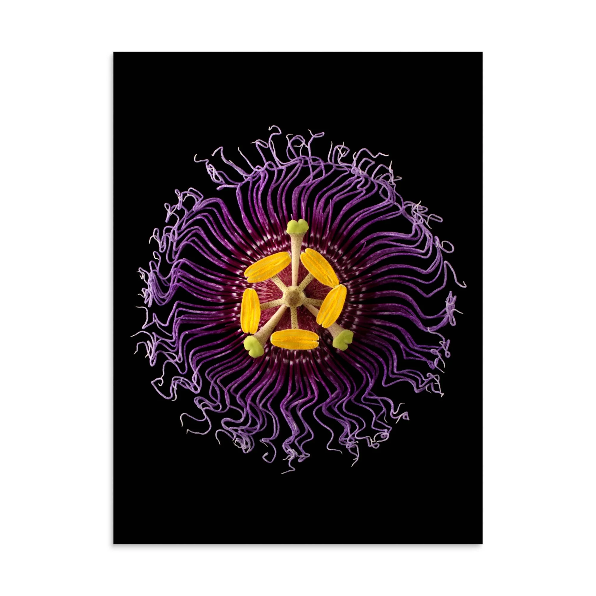 enhanced-matte-paper-poster-(in)-30x40-front-6a773271d6d20.jpg