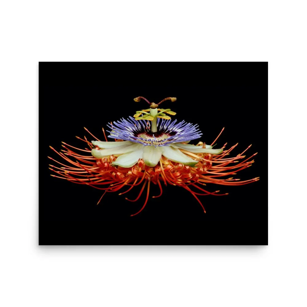 enhanced-matte-paper-poster-(in)-16x20-front-6a7737063e87b.jpg