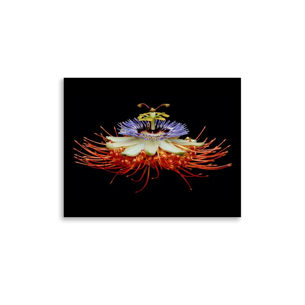 enhanced-matte-paper-poster-(in)-11x14-front-6a7737063f2b3.jpg