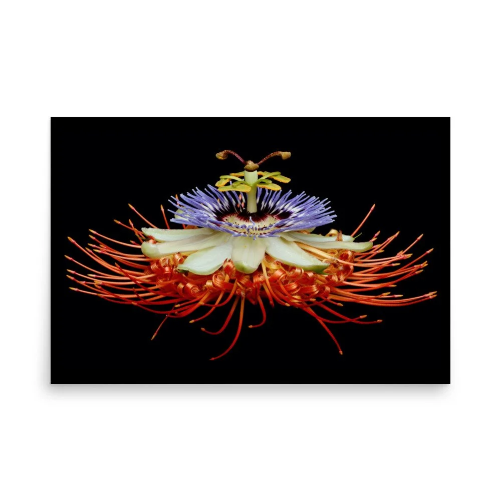 enhanced-matte-paper-poster-(in)-24x36-front-6a7737063f316.jpg