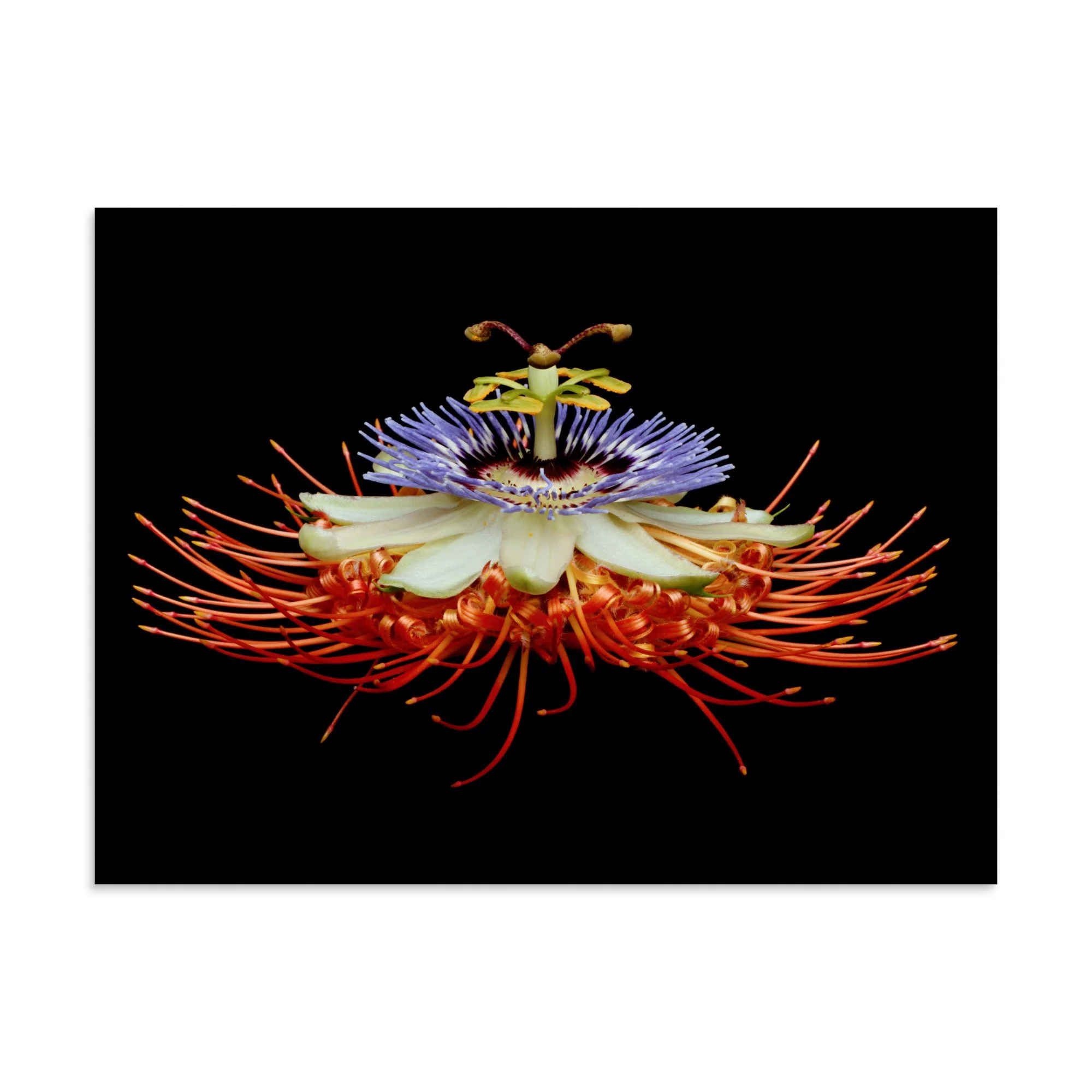 enhanced-matte-paper-poster-(in)-30x40-front-6a7737063f366.jpg