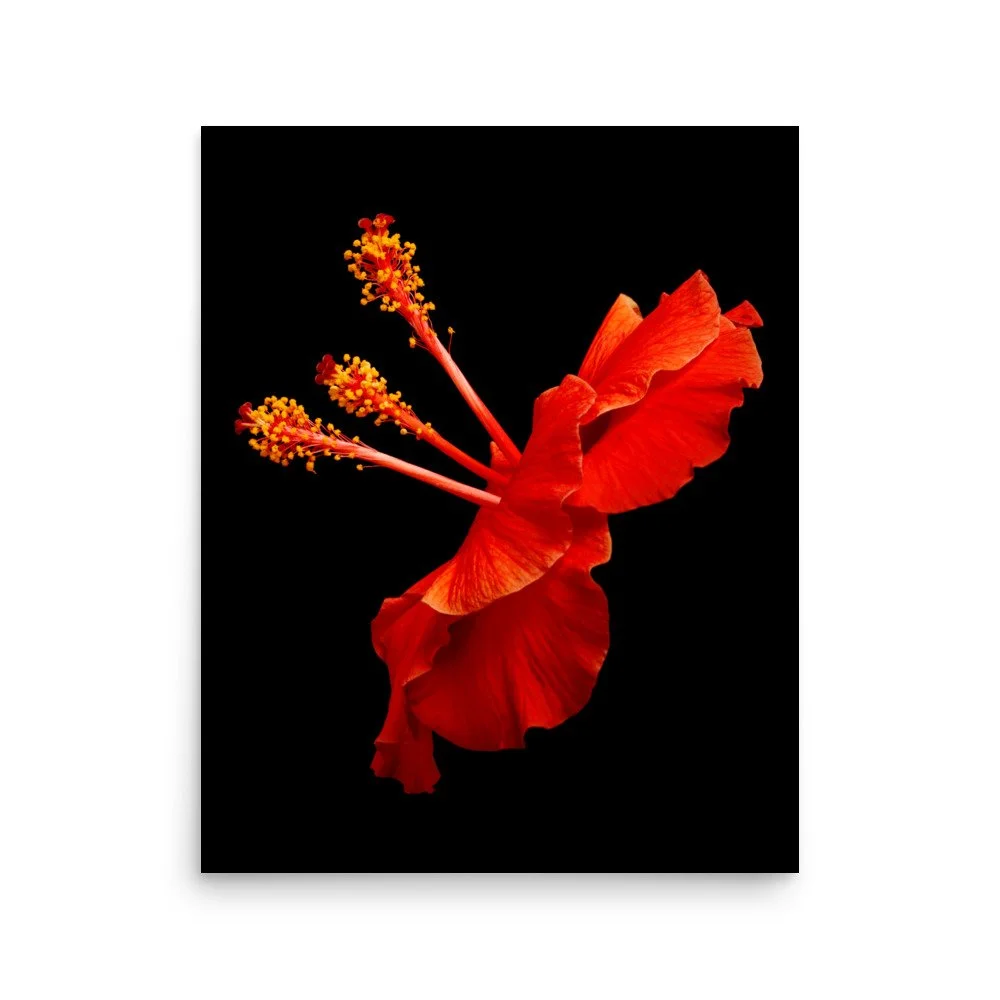 enhanced-matte-paper-poster-(in)-16x20-front-6a773c2f2d97f.jpg