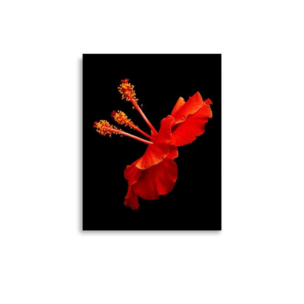 enhanced-matte-paper-poster-(in)-11x14-front-6a773c2f2e286.jpg