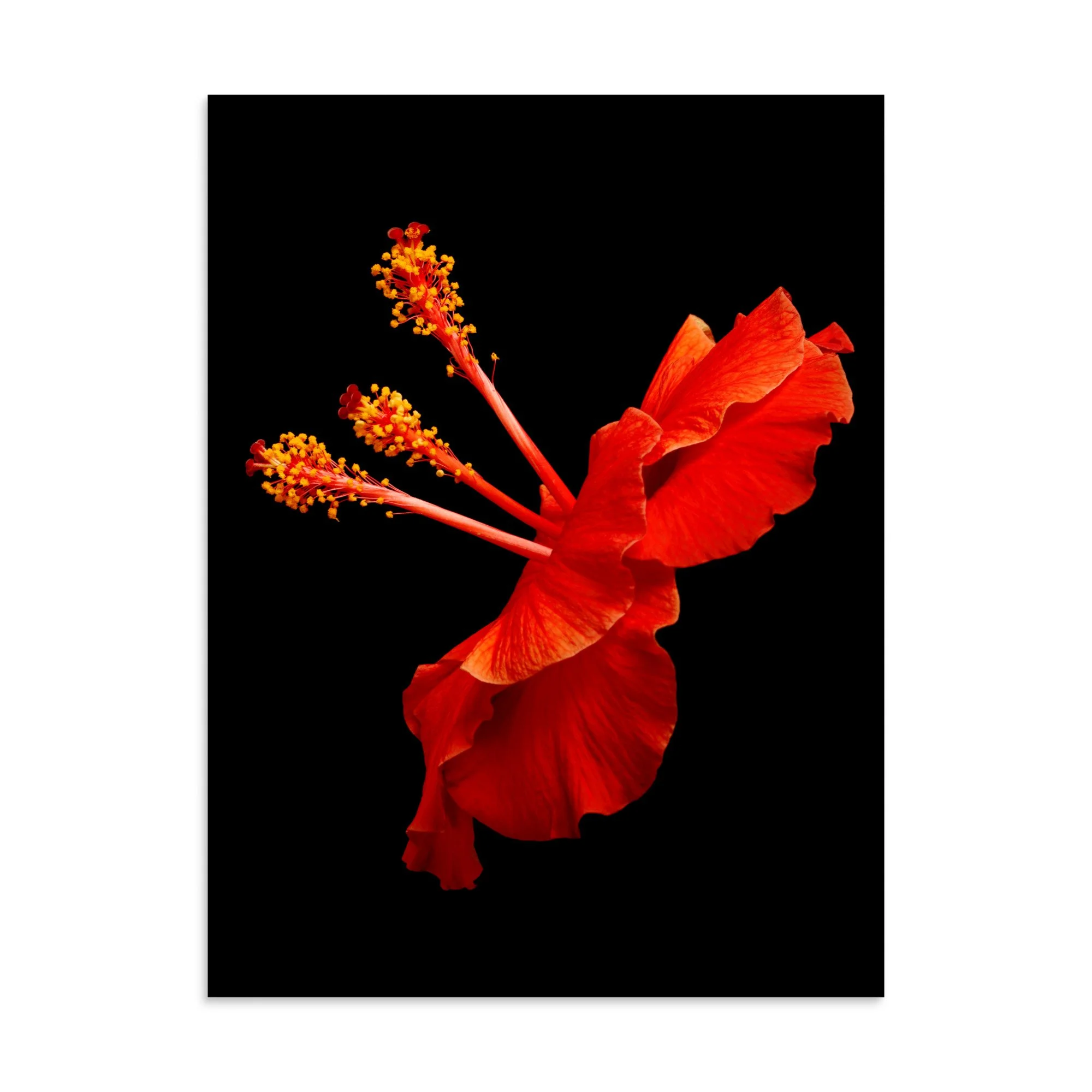 enhanced-matte-paper-poster-(in)-30x40-front-6a773c2f2e377.jpg