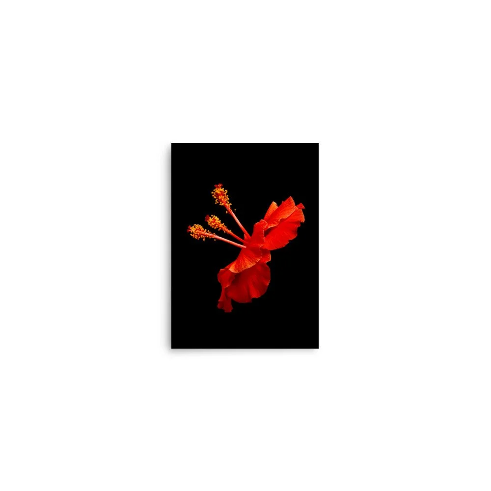 enhanced-matte-paper-poster-(in)-5x7-front-6a773c2f2e398.jpg
