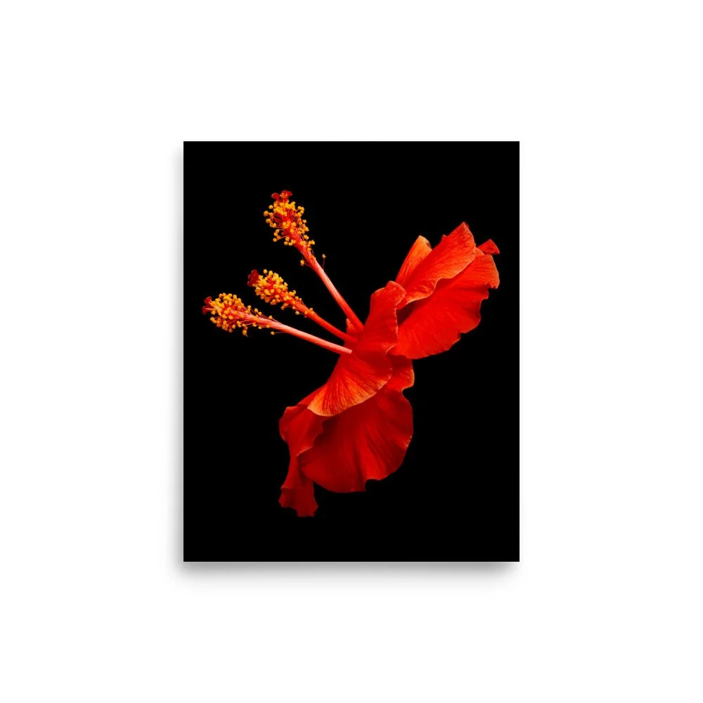 enhanced-matte-paper-poster-(in)-8x10-front-6a773c2f2e3e9.jpg