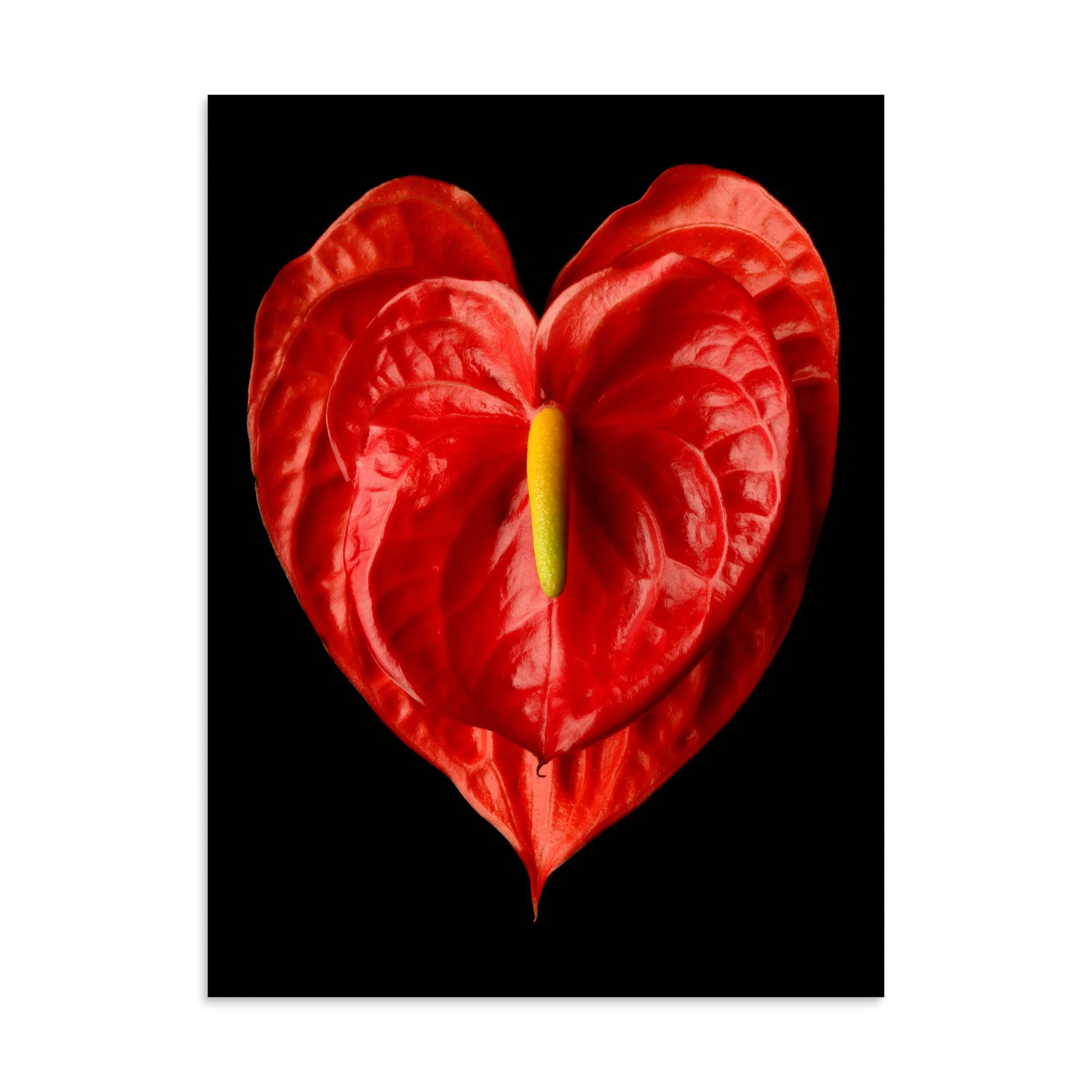 enhanced-matte-paper-poster-(in)-30x40-front-6a77457b4d73e.jpg