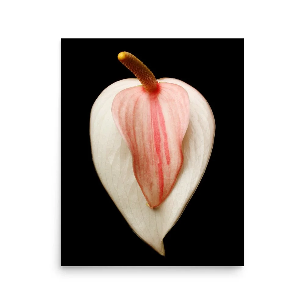 enhanced-matte-paper-poster-(in)-16x20-front-6a7748654bdc2.jpg